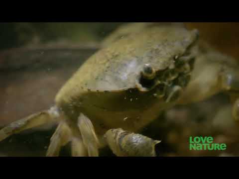 Tiger Leech vs  Crab