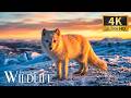 Enchanting Wildlife 4K Rare Gentle Creatures With Soothing Piano Music For Serene Relaxation