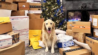 DOGS GET HUNDREDS OF CHRISTMAS PRESENTS  SCS 328