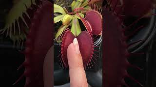 VENUS FLYTRAP Plant Eating and Poop...