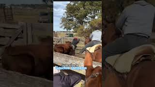 Que pechada, buen caballo muy bien el paisano nuestro respeto 👏