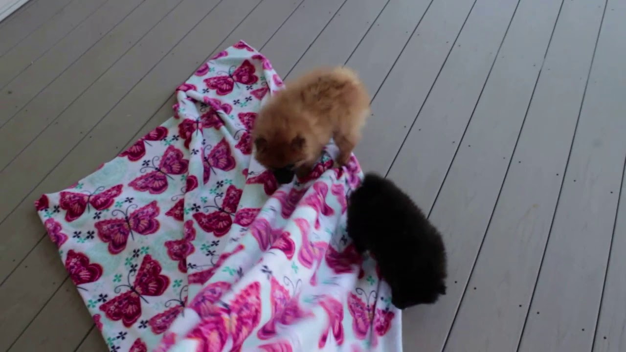 Pomeranian Puppies For Sale - YouTube Newborn Pomeranian