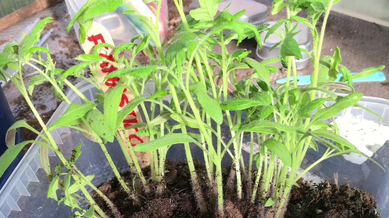 Att odla tomatskivor med Malinmittimyllan  fortsätter