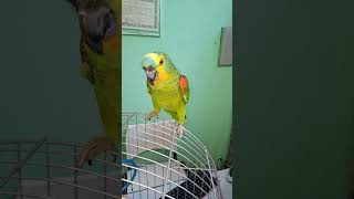 Papagaio 🦜#parrot #draves #birds #papagaios #parrots #cockatiel #aves