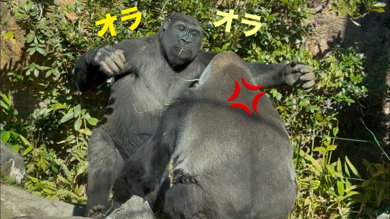 😂オラつく🦍7歳♂にキレる母ゴリラ💢 A mom gorilla gets teased by