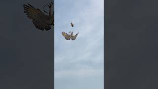 Amazing of Eagle moving Training #eagles #amazing #training #hunting