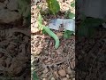 Do U kNoW !T$ Nam€?🐛🤔|| ShilpaKrishna