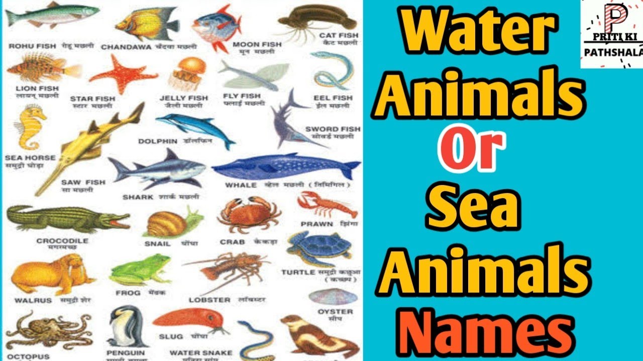 Water Animals//Water Animals Name//Sea Animals Name//Aquatic Animals Name -  YouTube