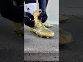 Lacing Up Adidas Predator Absolute 