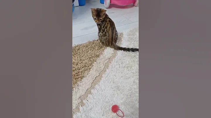 Watch the video about 🐾Bengal kitty playing🐆