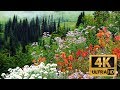 Wildflowers at Mt Rainier National Park, LUMIX S1 & DJI Ronin-S 20190818 4K UHD