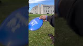 Kota Showing Her Training Skills And Playing Fetch