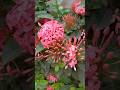 Beautiful Pink Ixora Flowers 🌸 | Nature’s Aura Relaxing Garden View #Shorts