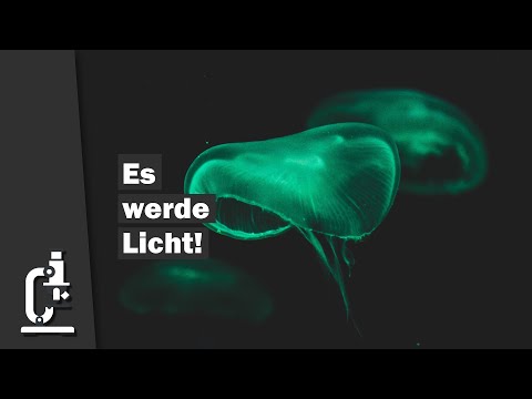 Video: Warum zeigen Rippenquallen Biolumineszenz?