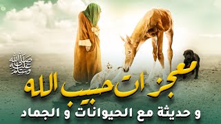 حصريا ولأول مره.....الفيلم الديني معجزات "حبيب الله ﷺ"و حديثه مع الحيوانات والجماد