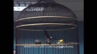 Murai Batu Malaysia Terbaik | Penang Shama | Murai Batu GACOR @ white rumped shama