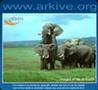 African elephant  fauna clips