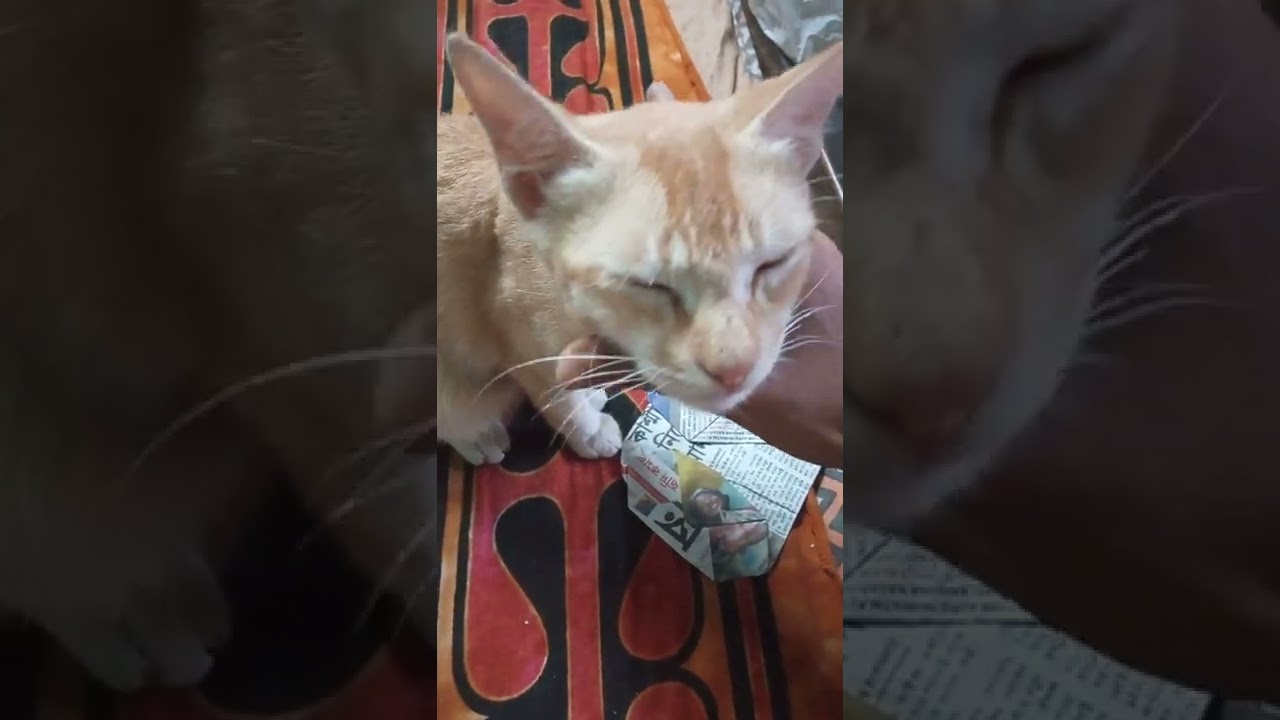 cute cat shorts 2022