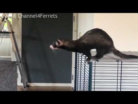 ferret jump fail