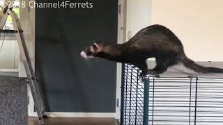 ferret jump fail by channel4ferrets 10,034 views 5 years ago 25 seconds