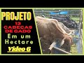 Projeto 13 Cabeças De Gado Em Um Hectare _VIDEO 6#