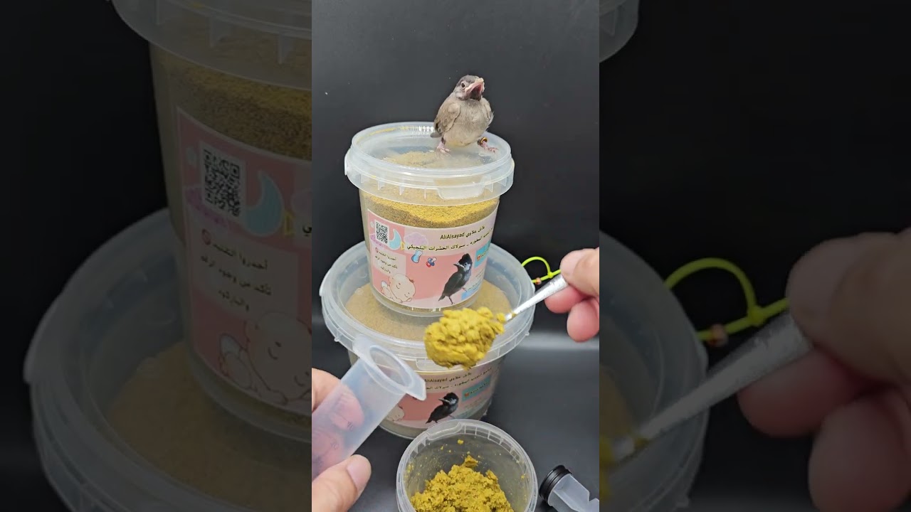 طريقة تحضير سيرلاك الحشرات البلجيكي ألاصلي من بلابل علاوي AliAlsayad 🚫 أحذروا التقليد تأكد من وجود ا