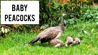 Baby Peacocks with Mother Peahen