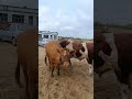 Daily life diary of a rural cattle farmer #269