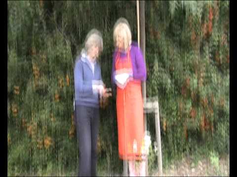 Video: Heldere Trossen Pyracantha