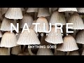 Nature Photography | Anything Goes