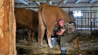 Feeding Calves and Milking Cows. Secrets of Cattle Breeding | Romek the Bull Wishperer