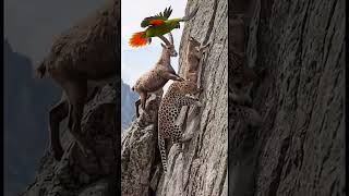 #wildlife #eagle #nature #leopard #animals #viral #deephousepodcast #wildtv #musicbusiness #zoo