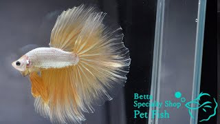 ベタ 熱帯魚 生体 ショーベタ イエロードラゴン オス イエロー系1145