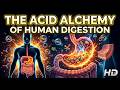 The Acid Lake Inside You