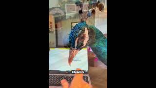 A Peacock Left Her Baby On My Doorstep