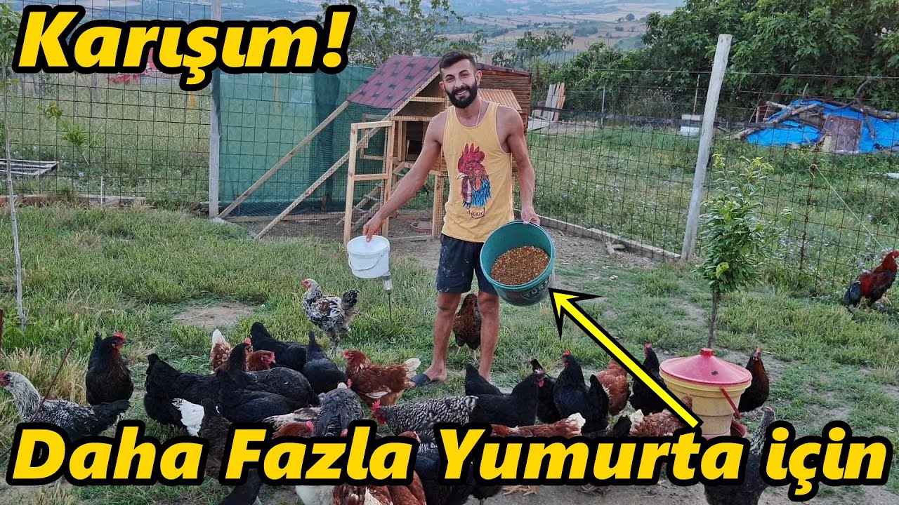 Tavuklara Karışım Yaptım!-/Sizin Yorumlarınızdan🙂🙏