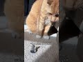 “You shall not pass!” #dnd #lotr #fypシ #funny #gaming #cat
