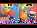 【あつ森】住民にダンボールを渡すと引っ越すらしいので一週間渡し続けた結果ｗｗｗｗｗ【あつまれどうぶつの森】