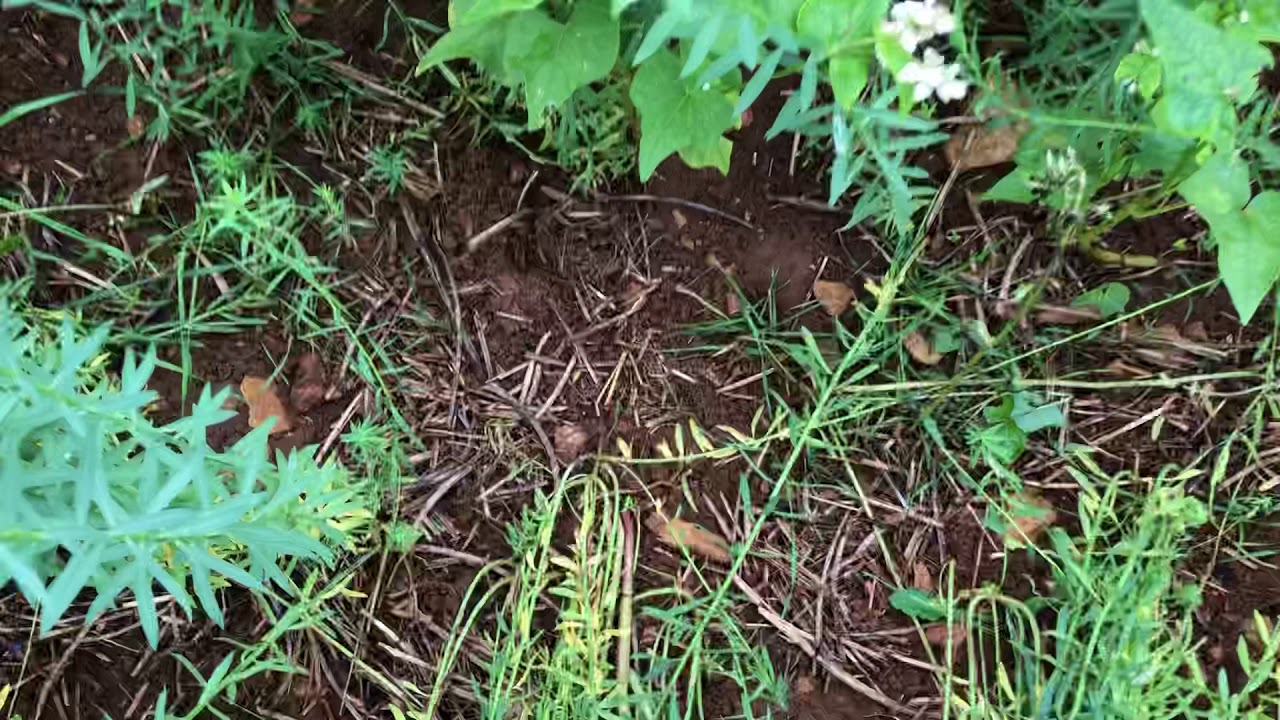 Planting Wheat into Covercrop
