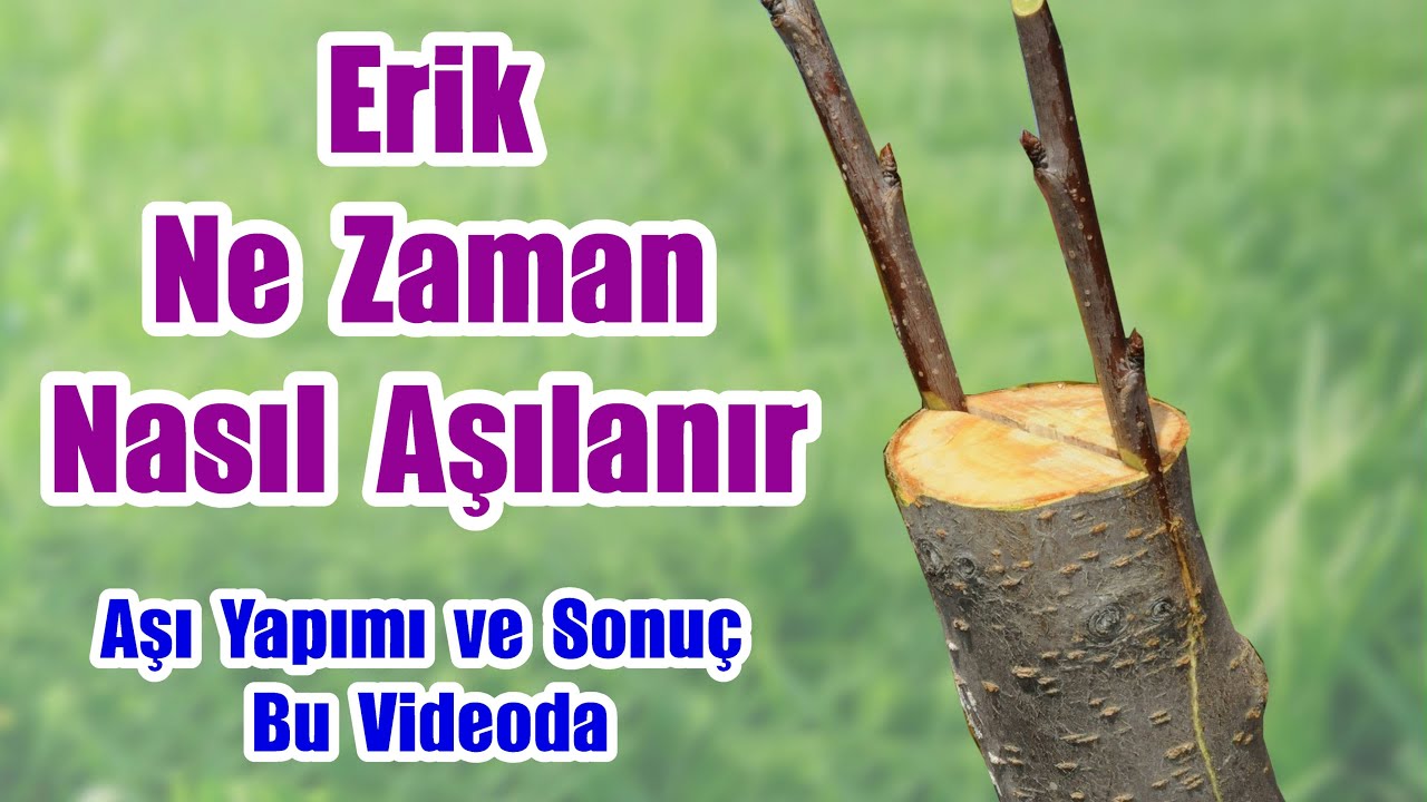 Erik Aşısı / Erik Aşılama / Yarma Kalem Aşı / Erik Ağacı Nasıl Aşılanır