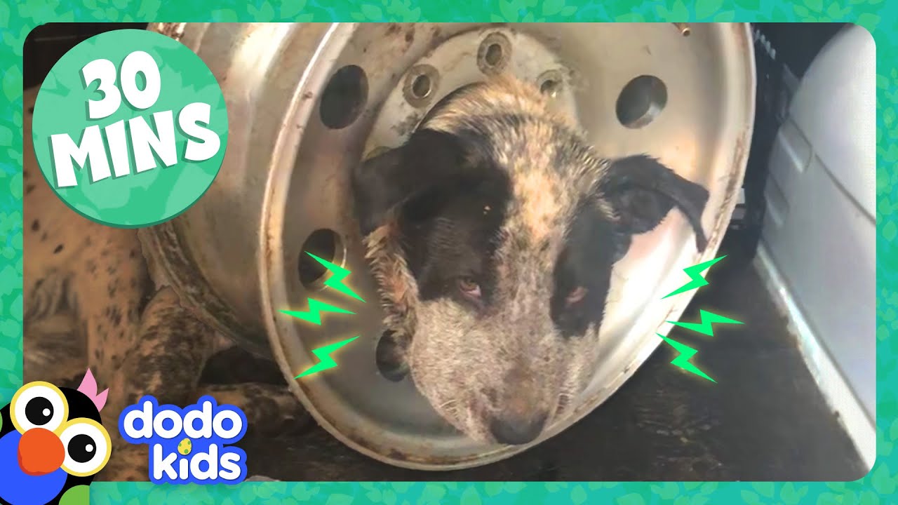 ⁣Dog Stuck In Tire And More Incredible Animal Rescues! | 30 Minutes Of Animal Videos | Dodo Kids