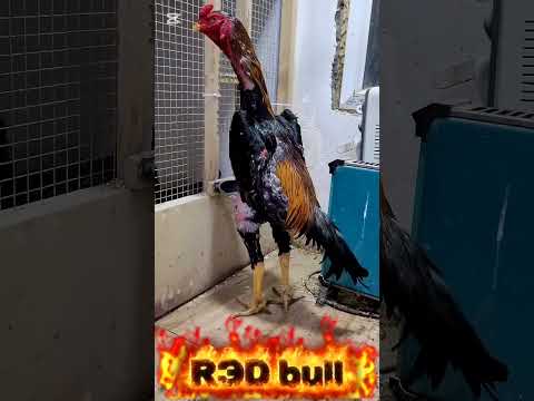 RЭD bull...