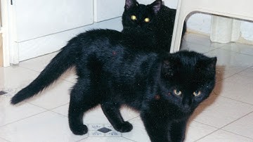 How N2 the Talking Cat Got His Name