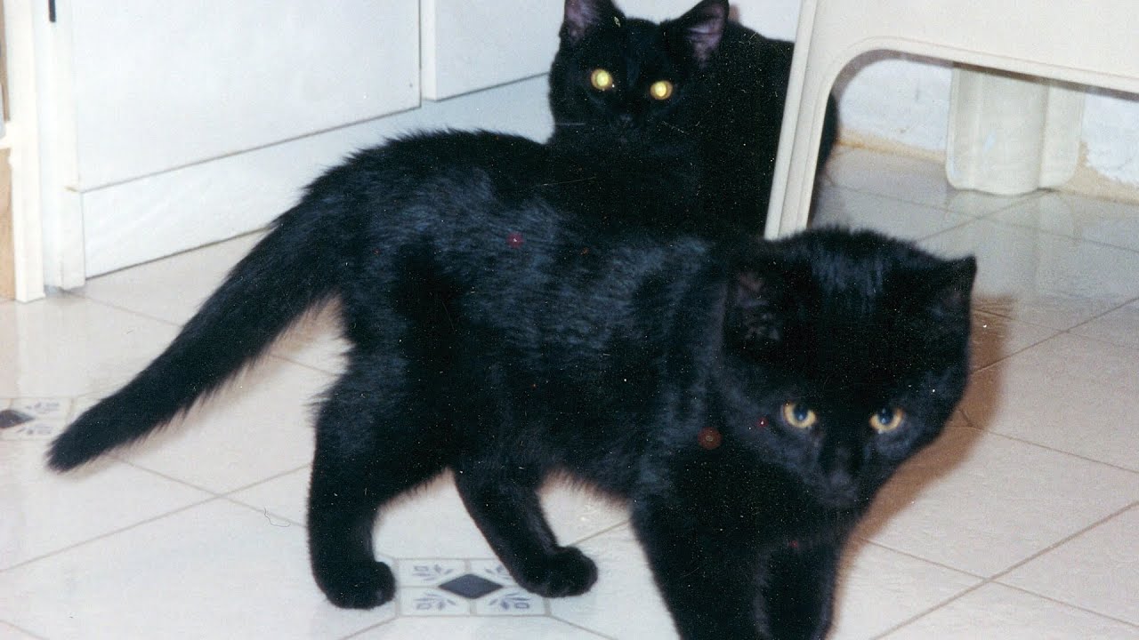 How N2 the Talking Cat Got His Name