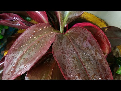 वीडियो: लैंडस्केप में ड्रैकैना का रोपण: आउटडोर ड्रेकेना पौधों की देखभाल