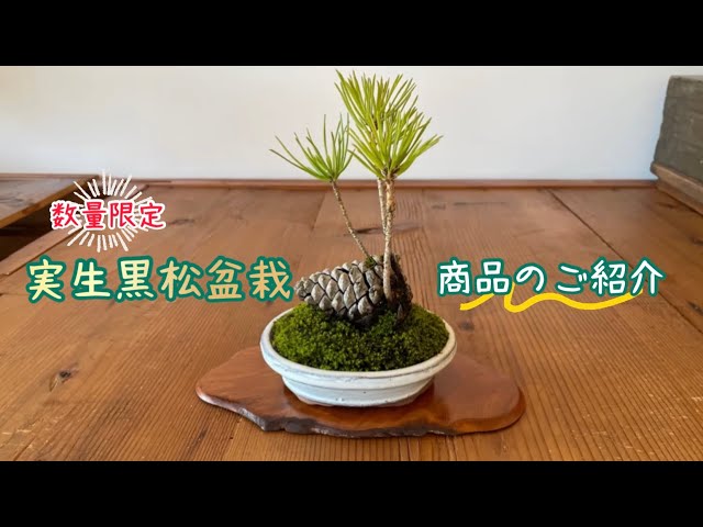 園芸】実生黒松盆栽 商品のご説明 - YouTube