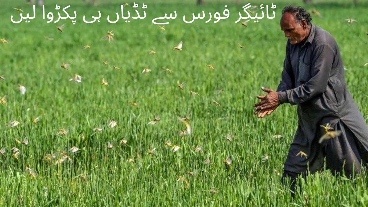 Catch locusts from Tiger Force