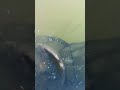 Strange carp activity... #shorts