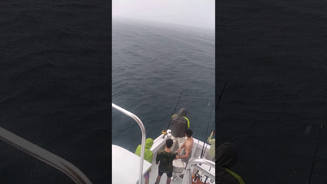Marlin My Darlin Catch And Releases Mako Shark Ft Lauderdale Fla Youtube