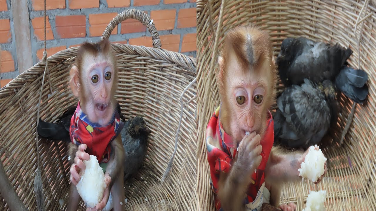 Lovely Sunday! Love Animals One Family and they are playing and eating together on the tree